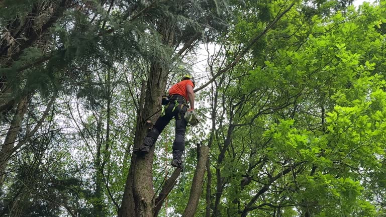 Tree and Shrub Care